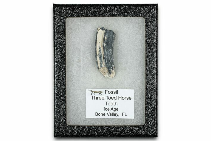 Fossil Three-Toed Horse Tooth - Bone Valley, Florida #336412